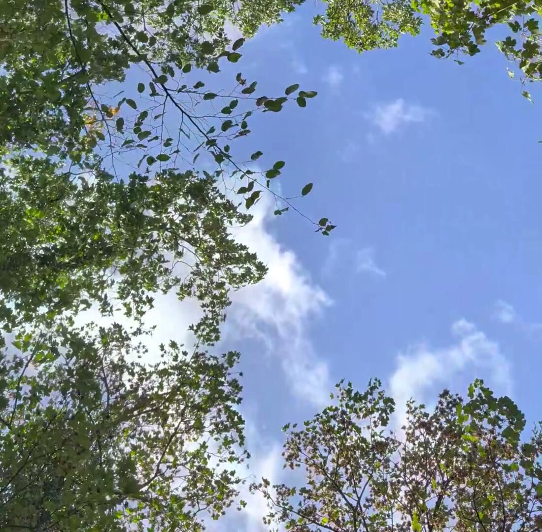 Blick nach oben in Baumkronen und blauen Himmel.